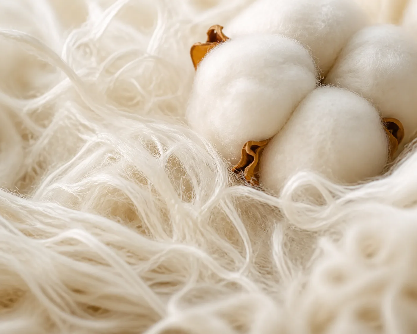 Macrophotographie de fibres de coton naturelles et d’une douce touffe de coton